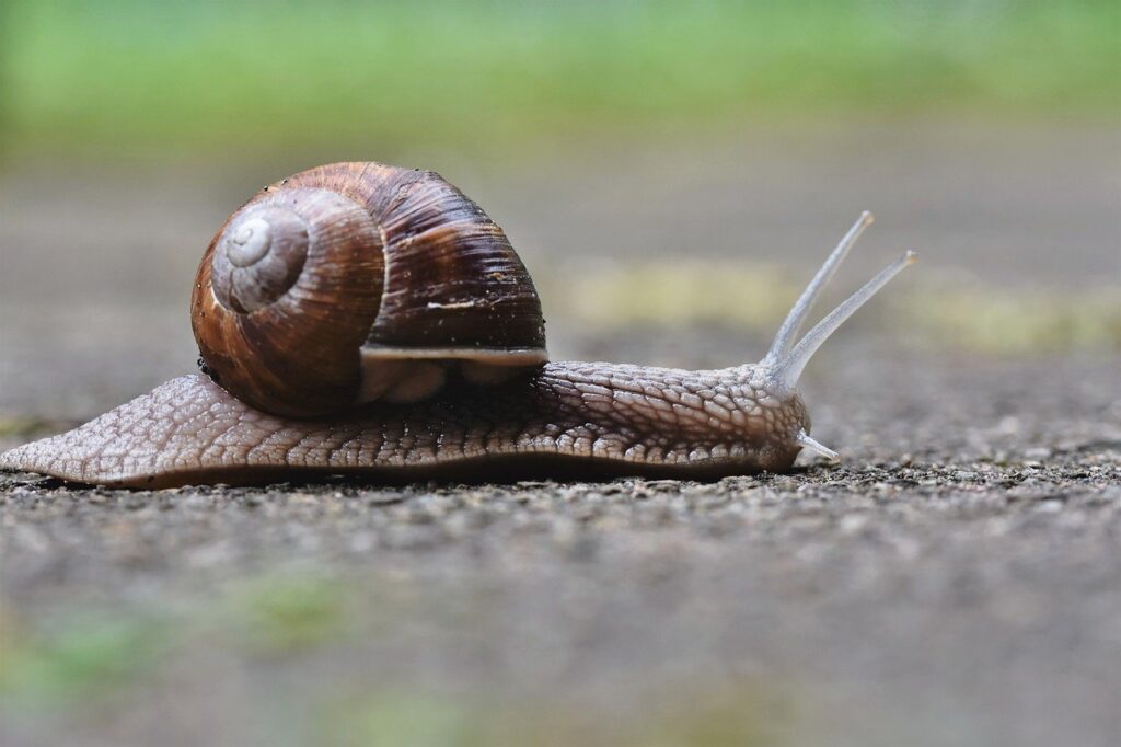 snail, mollusc, wildlife-7259055.jpg